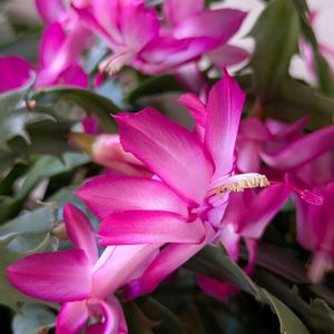 シャコバサボテン,鉢植え,花のある暮らし,ほぼ満開,下駄箱の上の画像