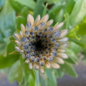 オステオスペルマム,ガーデニング,花のある暮らし,八重咲きオステオスペルマム,おうち園芸の画像