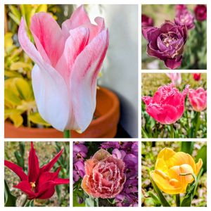 チューリップ,花のある暮らし,今日のお花,かわいいお花,広い庭の画像