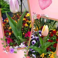 チューリップ,鉢植え,花のある暮らし,キュンキュン乙女倶楽部,草花好きの画像