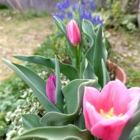 カランコエ,チューリップ,花のある暮らし,今日のお花,幸せの黄色いお花の画像