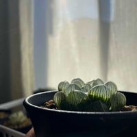 ハオルチア オブツーサの画像