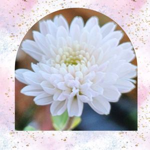 鉢植え,小さな花,ピンク,冬の花,癒し…♡の画像