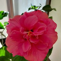 ハイビスカス,プルメリア,マイガーデン,ピンクの花,植物のある暮らしの画像