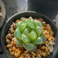 ハオルチア オブツーサの画像