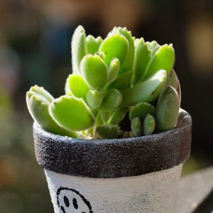 多肉植物,ベランダガーデニング,多肉植物のある暮らし,癒し…♡,可愛い❤の画像