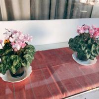 シクラメン,ガーデンシクラメン,原種シクラメン,シクラメン  僕らに愛を,ガーデンシクラメンの葉の画像