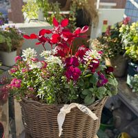 イベリス,イベリス,ビオラ,ビオラ,ミニシクラメンの画像