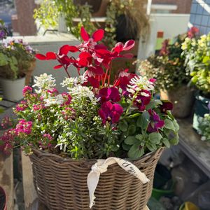 イベリス,イベリス,ビオラ,ビオラ,ミニシクラメンの画像