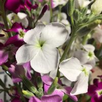 ストックの画像