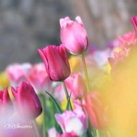 キク,チューリップ,チューリップ,マム,メジロさんの画像