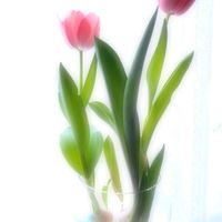 チューリップ,チューリップ,赤い花,水栽培,ピンクの花の画像