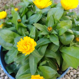 カレンデュラ,鉢植えの画像