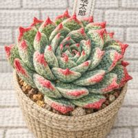 桃太郎,エケベリア属,多肉大好き,多肉多肉多肉,多肉女子の画像