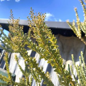 ミモザ,三角葉アカシア,三角葉アカシア,カラオケ店のお花,花芽の画像