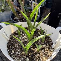 チューリップ,チューリップ,原種チューリップ,原種チューリップ,原種チューリップ ブルーアイの画像