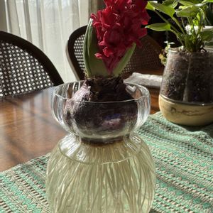 ヒヤシンス,ヒヤシンス 水耕栽培の画像