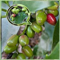 アオキ,アオキ,花のある暮らし,植物好き,自然の不思議の画像