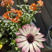 ヒューケラ,ネメシア ネシア,オステオスペルラム　アキラ,オステオスペルラム　アキラ,ガーデニング初心者の画像