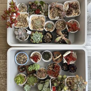 多肉植物,多肉初心者,鳥被害,ヒヨドリ,ベランダの画像