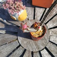 セネシオ・スタペリフォルミス,うんこ,多肉植物,神奈川タニラー,チキン倶楽部の画像