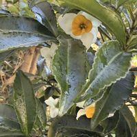 スイセン,季節の花,庭の画像