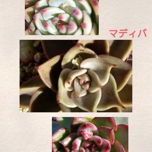 桃太郎,マディバ,多肉大好き,多肉花芽,エケベリア好きの画像