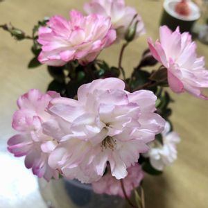 バラ,バラ・ミニバラ,ばら バラ 薔薇の画像