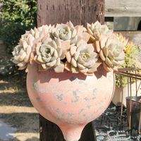 白牡丹,ドドランタリス,グリーノビア,多肉植物,多肉大好きの画像