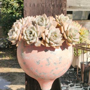 白牡丹,ドドランタリス,グリーノビア,多肉植物,多肉大好きの画像