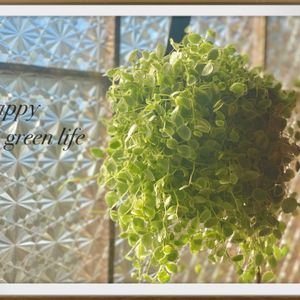 ペペロミア,多肉植物,緑のある暮らし,ナチュラルスタイル,繋がりに感謝✨の画像