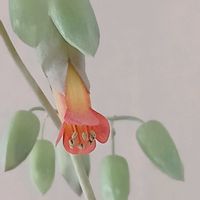 胡蝶の舞,胡蝶の舞,宮城県,2階の部屋,我ら宮城県民の画像