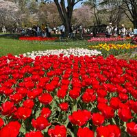 チューリップ,昭和記念公園,花のある暮らし,今日のお花,お出かけ先の画像