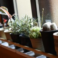 ローズマリー,青雲の舞,フィカス・ティネケ,オデッタエ,多肉植物の画像