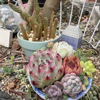 多肉寄せ植え,no green no life,またよろしくね,信楽狸倶楽部,京都タニラーの画像