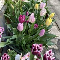 チューリップ,花のある暮らし,今日のお花,ネズミ被害,おうち園芸の画像