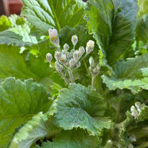 プリムラ マラコイデス,ガーデニング初心者,ここにしか咲かない花,しあわせ運べるように,チーム千葉✿︎の画像