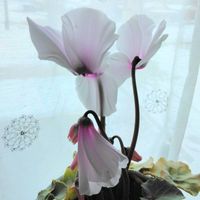 シクラメン プラチナリーフ アフロディーテ,鉢植え,球根植物,いい香り,シルバーリーフの画像