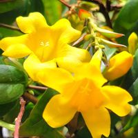 カロライナジャスミン,ビタミンカラー,北海道,寒冷地,キュンキュン乙女倶楽部の画像