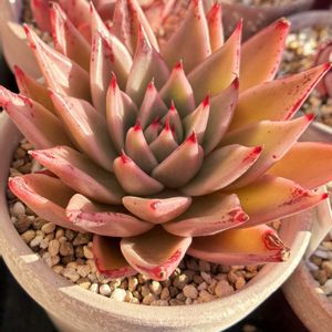 多肉植物,埼玉タニラー,モフモフ大好き,GS5年生,多肉ガーデン福福の画像