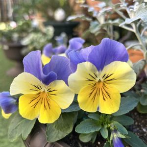 ビオラ,可愛い,ひらひら,キッチンの画像