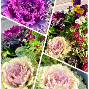 アリッサム,サザンカ,ツワブキ,葉牡丹,ビオラの画像