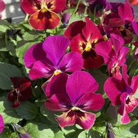 チランジア,ビオラ,星の王子の画像