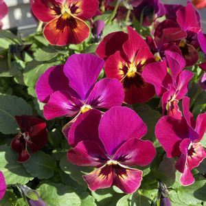 チランジア,ビオラ,星の王子の画像