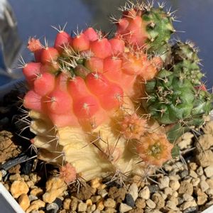 サボテン,ギムノカリキウム 翠光冠,多肉植物,ギムノカリキウム属,ビニールハウスの画像