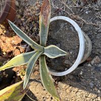 リュウゼツランの画像