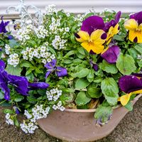 鉢植え,楽しい,種まきっ子,花のある暮らし,おめでとうございますの画像