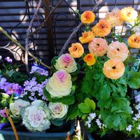 葉牡丹,ビオラ,宿根リナリア,ラナンキュラス ラックスベスタリス,ピンク色の花の画像