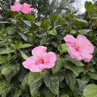 ハイビスカス,花のある暮らし,ハワイ,うすピンク色,仕事の帰り道の画像