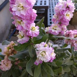 玄関アプローチの画像